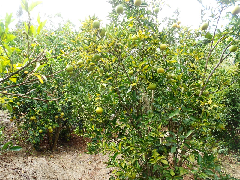 Imagem da propriedade ANP3443 7